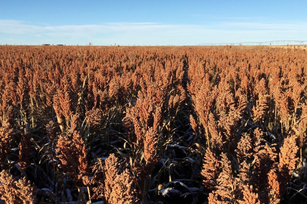 China imports nearly all of its sorghum from the United States in trade worth about US$1.1 billion in 2017. Photo: Reuters