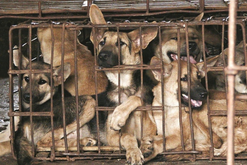 Asia's booming dog meat business and the activists seeking to end a cruel  trade | South China Morning Post
