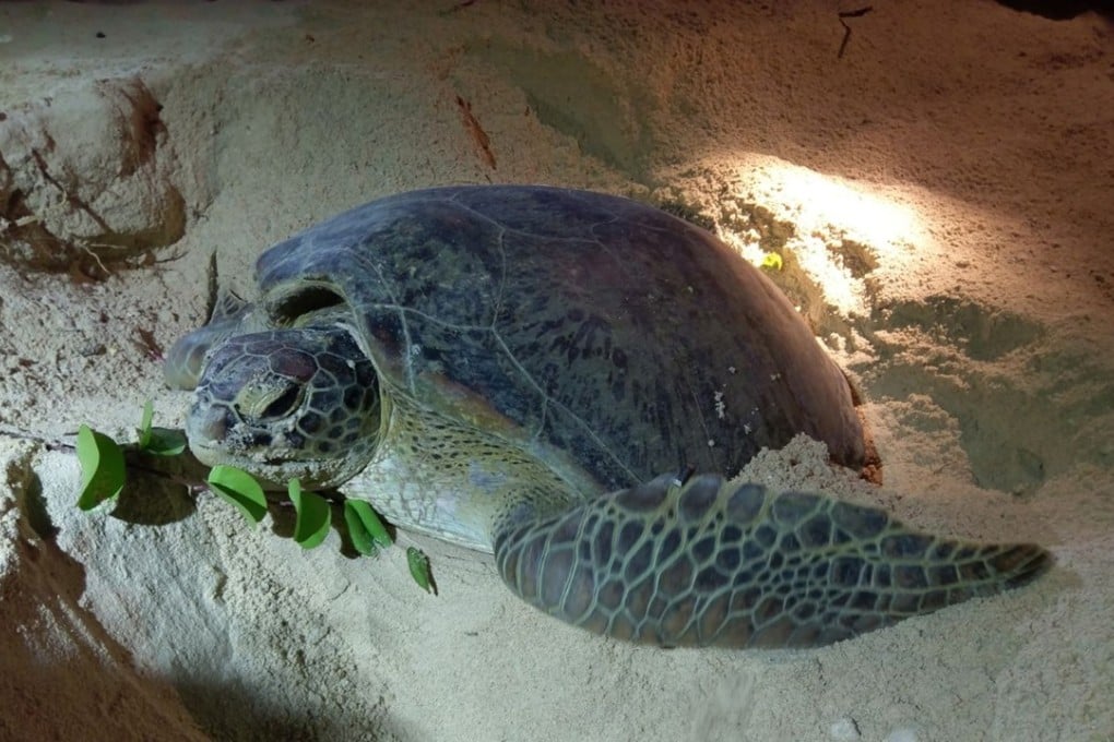 A green sea turtle lays eggs on Sham Wan beach in Lamma Island.