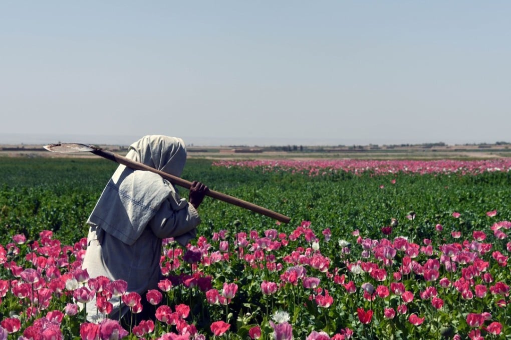 An Afghan farmer walks through a poppy field in Kandahar province. Afghanistan accounts for the overwhelming majority of the world’s opium production. Photo: AFP