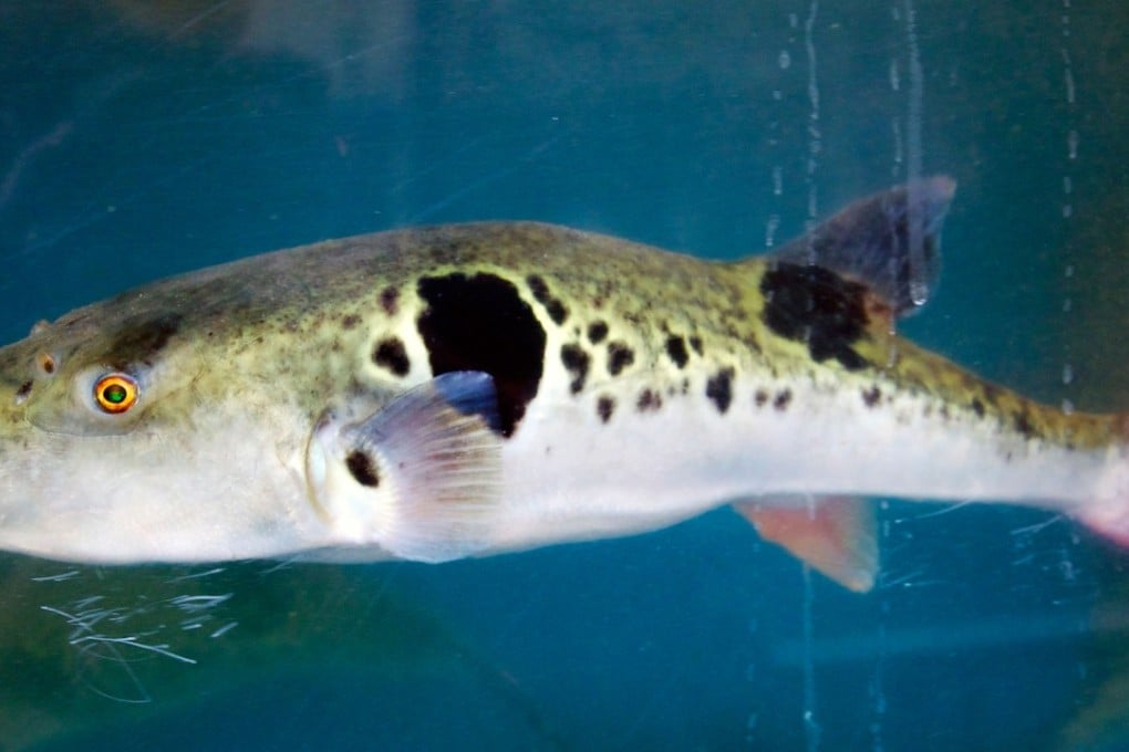 A delicious, but deadly, fugu swims in a fish tank outside an expensive restaurant in Japan. Photo: Alamy