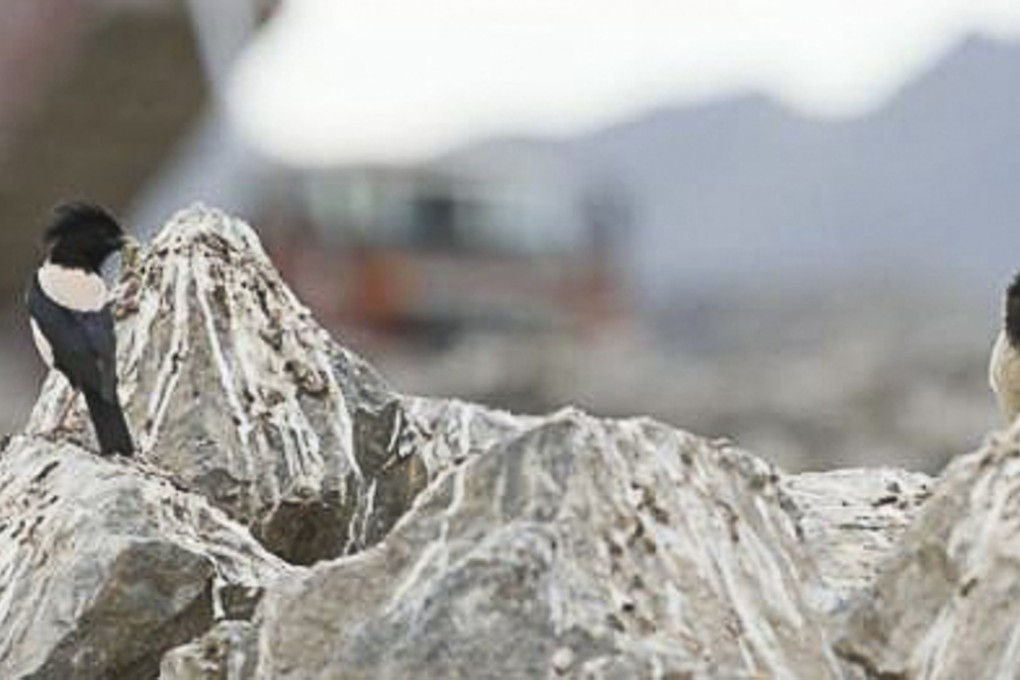 Rosy starlings are seen feeding their young among the gravel of a construction site in Yili, Xinjiang. Photo: Thepaper.cn