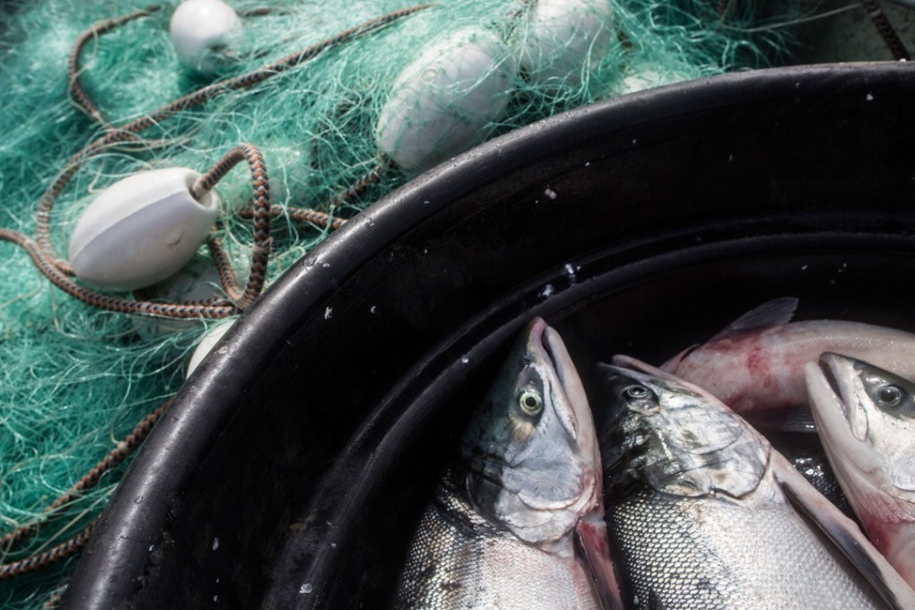 Salmon are collected in a bucket in Newtok, Alaska in 2015. Photo: AFP/Getty Images North America