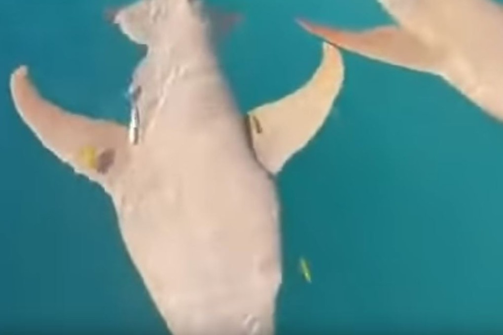 Tawny nurse sharks. Photo: YouTube
