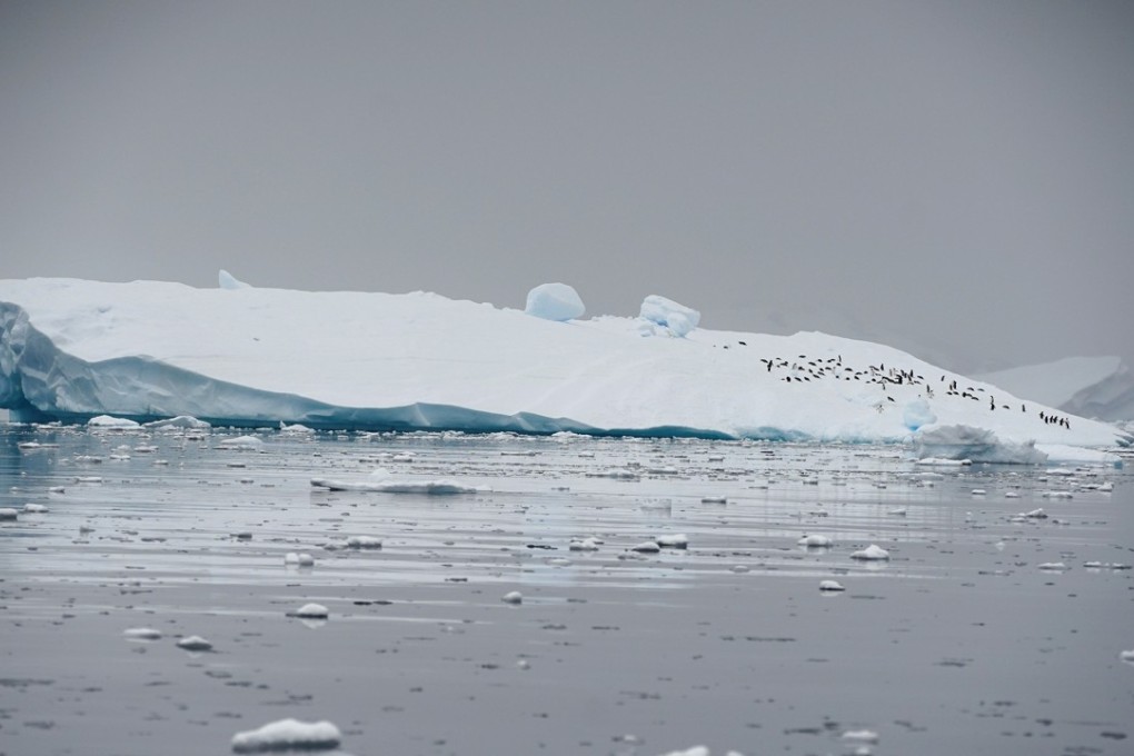 Penguins occupy an iceberg in Andvord Bay, Antarctica. Photo: Reuters