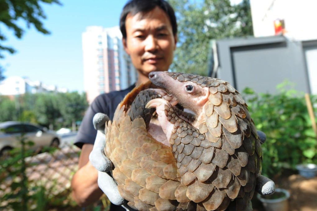A pangolin is rescued by a citizen in Qingdao, China. The pangolin has been listed as critically endangered, but is considered a delicacy in southern China and Vietnam. There’s also an unfounded belief in East Asia that ground-up pangolin scales can stimulate lactation, cure cancer and asthma.Photo: Alamy