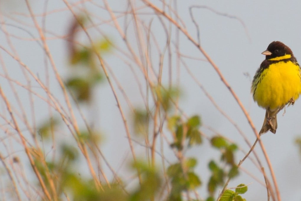 The yellow-breasted bunting is now officially an endangered species. Photo: Arend Heim Amur Bird Project