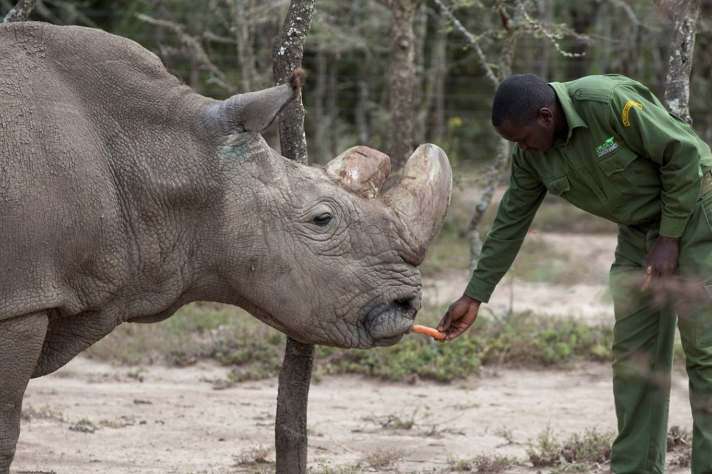 Scientists have grown embryos containing the DNA of Sudan (pictured), the last male northern white rhino, who recently died. Photo: Reuters