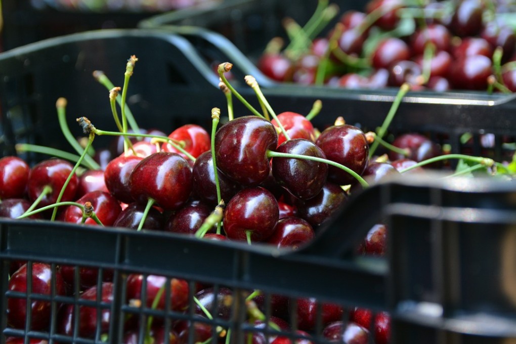 The so-called trade war between the world’s two largest economies officially started on Friday, but for Chinese importers of American cherries, the impact of the long-running dispute has been rumbling through the sector for weeks. Photo: Xinhua