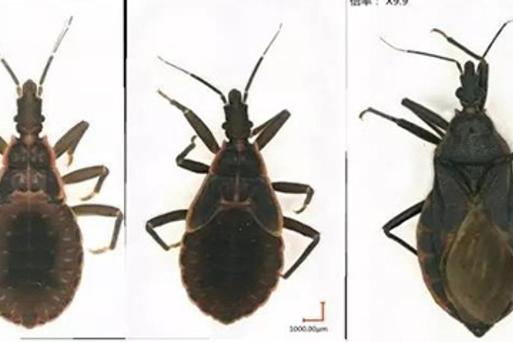Guangzhou authorities offered a reward of 8 yuan (US$1.20) per insect captured after fears were raised of an outbreak of Chagas. Photo: ThePaper.cn