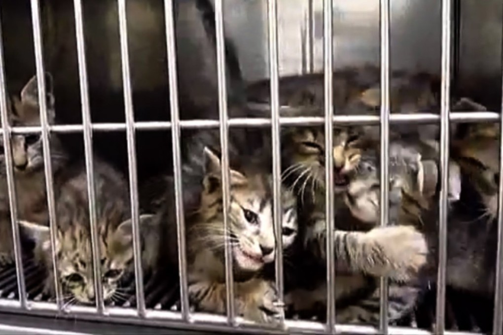 Stray cats wait to be killed at an animal collection and health centre in Japan. The country kills more than 200,000 cats and dogs annually by gassing them with carbon dioxide. Photo: Handout