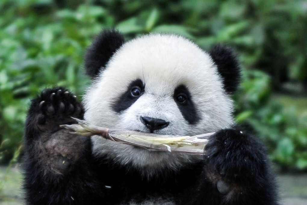 Perhaps unsurprisingly, the job of caring for pandas proved particularly popular. Photo: Xinhua