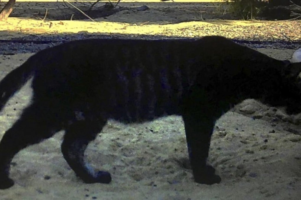 The supposed ‘panther’ seen in Coorow, north of Perth in Western Australia. Photo courtesy of Tim Gilbertson