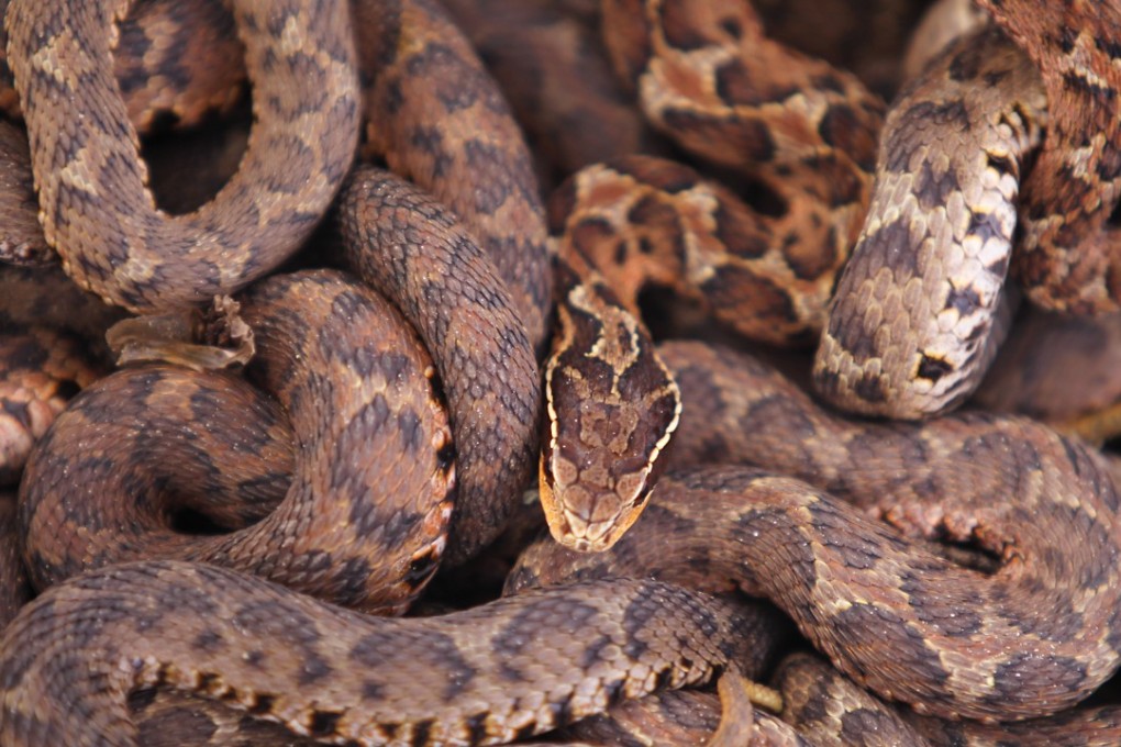 Villagers in Zisiqiao sell their snakes to pharmaceutical firms that make them into powders, some of which are exported to Japan, South Korea, America and Europe. Photo: Simon Song