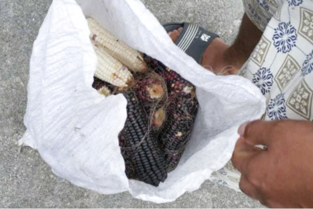 The students said the corn was no longer usable for their research. Photo: hunan.ifeng.com