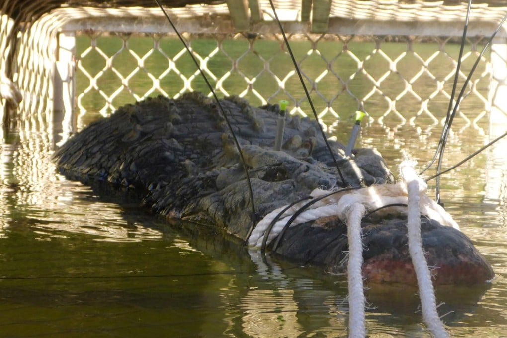 The 4.7-metre (15.4-foot) beast was found in a trap downstream from the northern outback town of Katherine after first being spotted in 2010. Photo: AFP