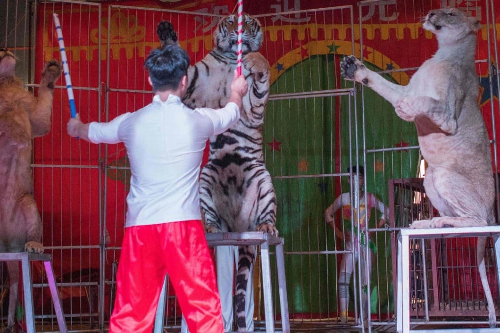 A circus trainer puts (from left) a lion, lioness and Siberian tiger through their paces during a show by the Chinese Prosperous Nation Circus Troupe in the Guanyin Mountain National Forest Park in Dongguan, China. Photo: AFP