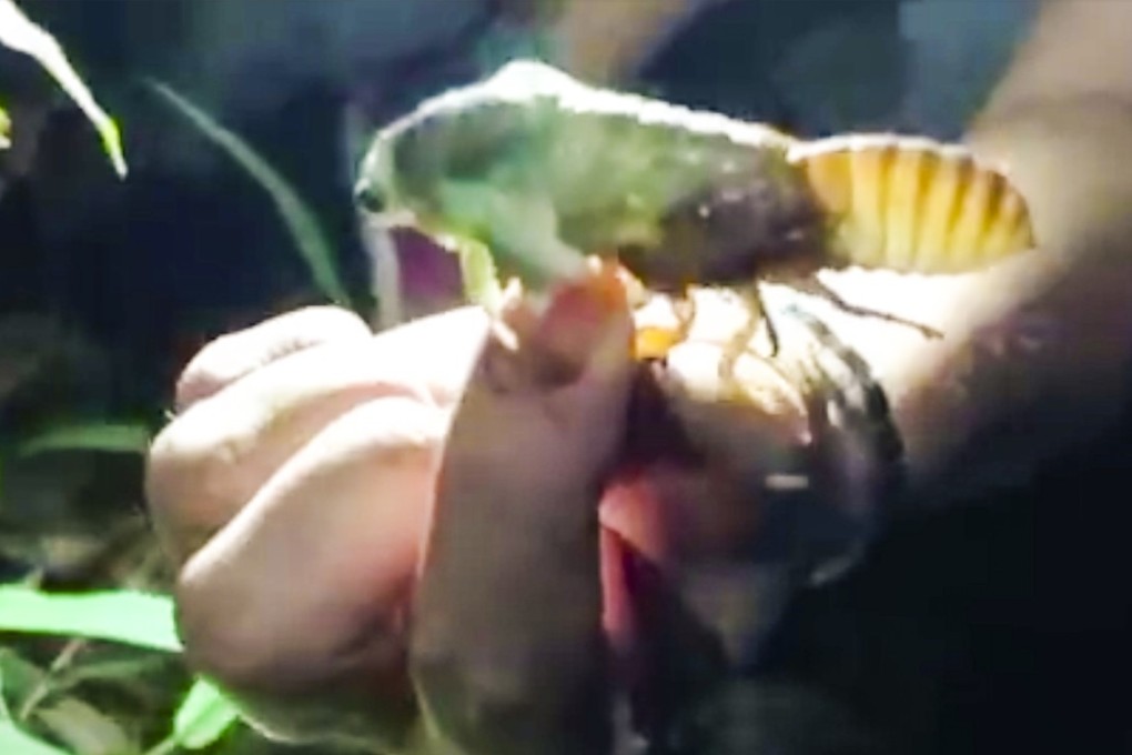 During the annual breeding season, cicadas pose a serious threat to trees in the east China city of Hangzhou, so a local official is calling on the local community to fight back, by eating them. Photo: The Beijing News