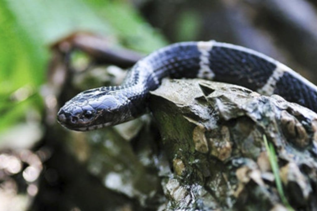 A many-banded krait, also known as a Bungarus multicinctus. Photo: Weibo