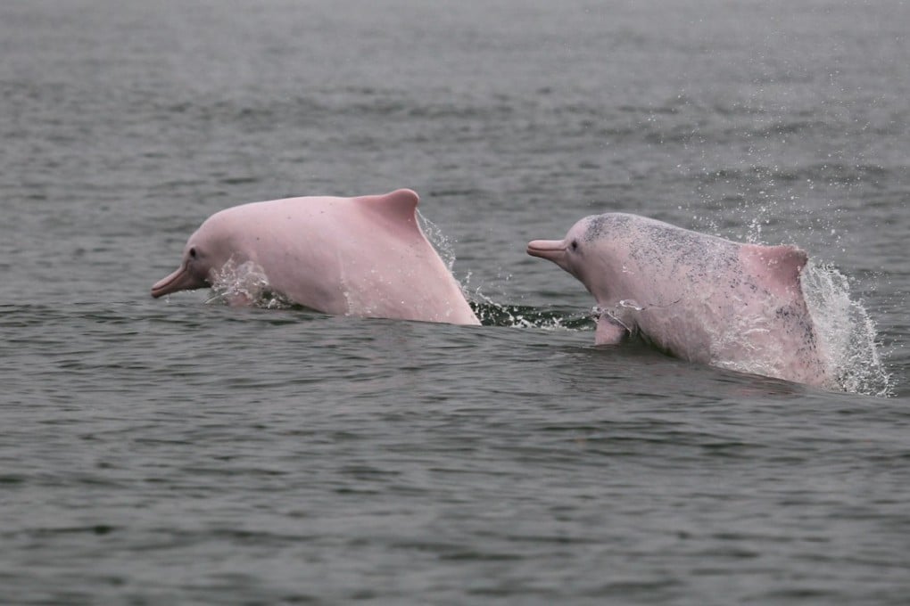 This picture contains 4 per cent of Hong Kong’s entire white dolphin population. Photo: Handout