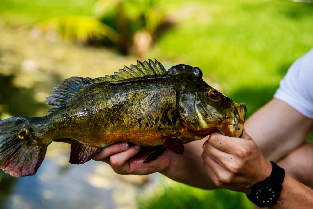 Peacock bass is a predatory freshwater fish native to the Amazon and Orinoco basins, as well as rivers of the Guianas, in tropical South America. But when introduced in regions outside their native range, including Asia, they may become invasive and damage the ecosystem because they feed extensively on the smaller native fish. Photo: Shutterstock