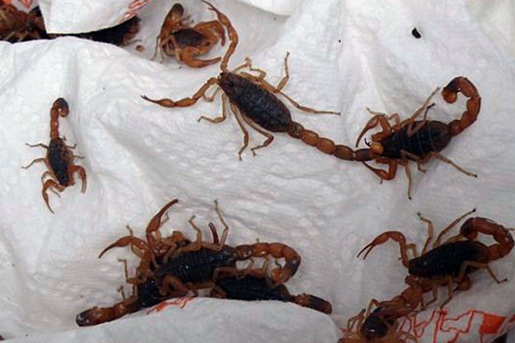 This file photo shows scorpions which discovered by Polish customs agents in Warsaw in a package posted from Hong Kong. Photo: Agence France-Presse