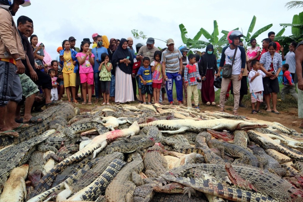 Local residents look at the carcasses of hundreds of crocodiles. Photo: Reuters
