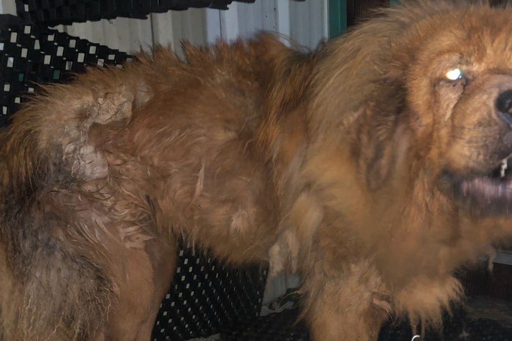 Dog Found Dead And Four Others Malnourished As Hong Kong Police Hunt