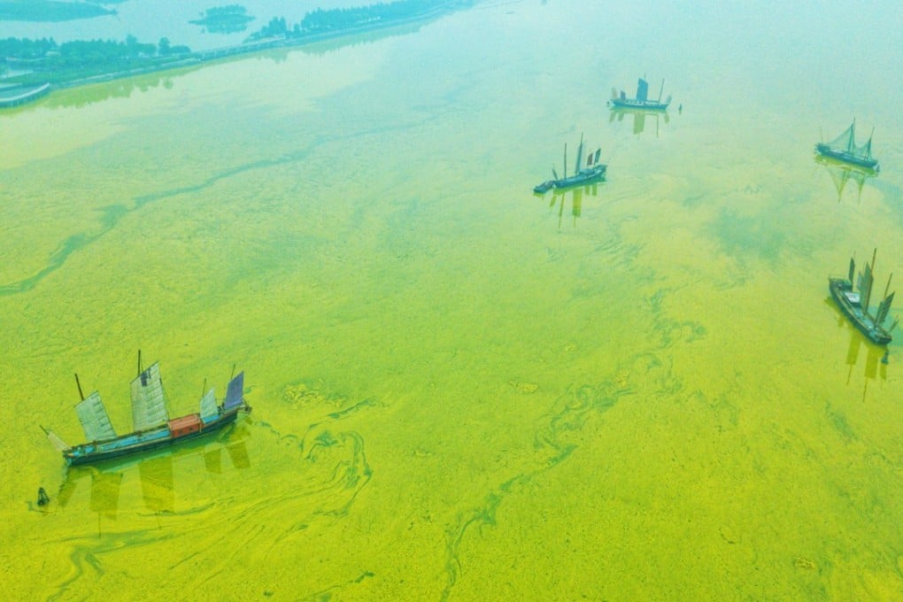 The Taihu Lake in Wuxi city, in east China’s Jiangsu province, is covered with blue-green algae. Water pollution is a major problem in the mainland. Photo: Imaginechina