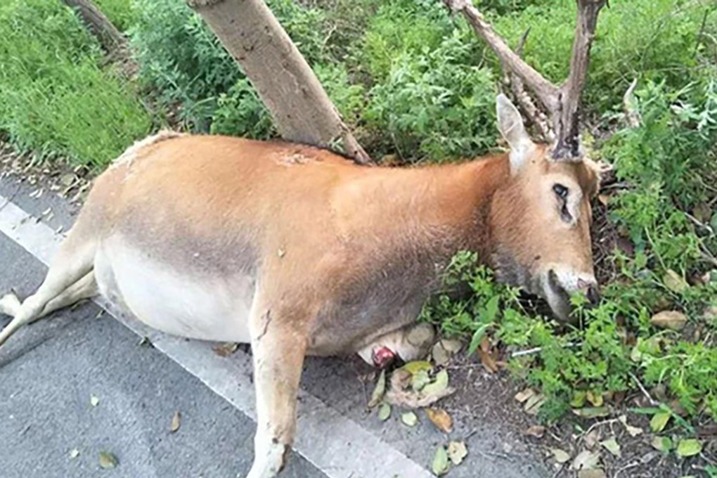 Several restaurants near to a protected park for elk in Dafeng, Jiangsu, are accused of selling elk meat. Photo: Thepaper.cn