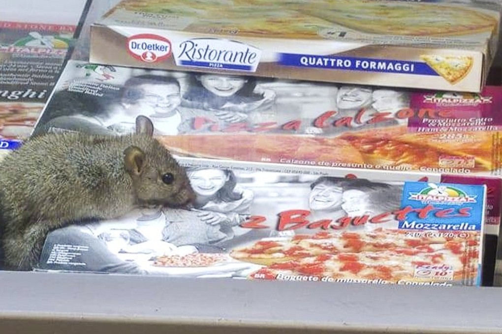 A rodent scouts around a fridge in a supermarket at Tseung Kwan O. Photo: Facebook