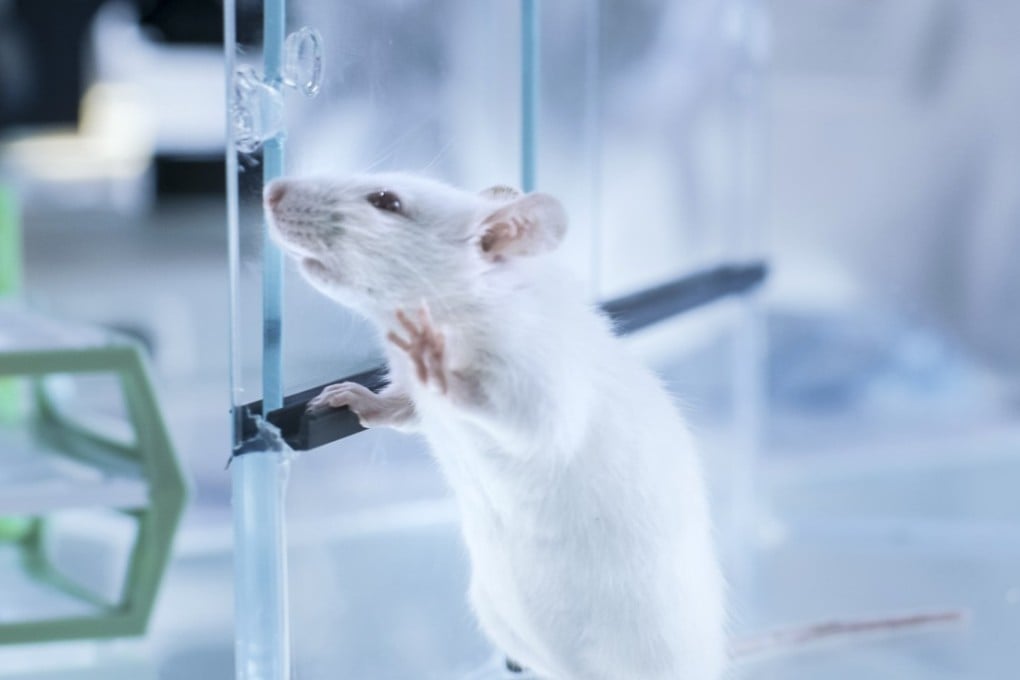 A nutritional study of 30 mice over nine months found that an increased intake of dietary fats drove obesity more than an increase in protein or carbohydrates. Photo: Alamy