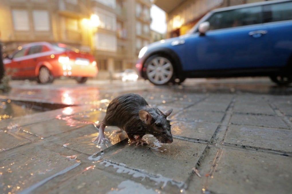 Rats are a plague in many large metropolises, and some cities have taken extreme steps to eradicate the problem. Photo: Alamy
