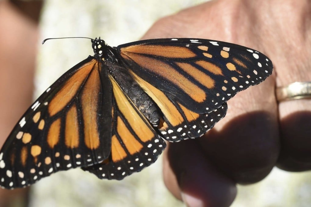 A monarch butterfly rests on the fingertip of John Miano of Destin, Florida, in this In this October 20, 2017, file photo. Monarchs are currently awaiting designation as an endangered species in the US. Photo: AP