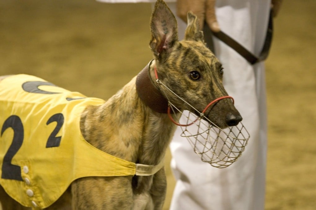Angela Leong is the executive director of the company that operates the Macau Canidrome. Photo: Handout