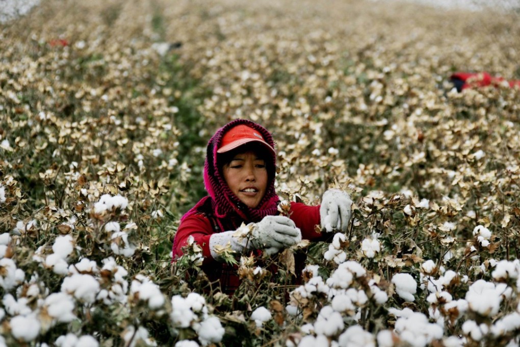 A worker picking cotton during the harvest season in Hami, northwest China's Xinjiang region. Cotton occupies a crucial position in China’s economy and is a basic means of livelihood for many Chinese. Photo: AFP