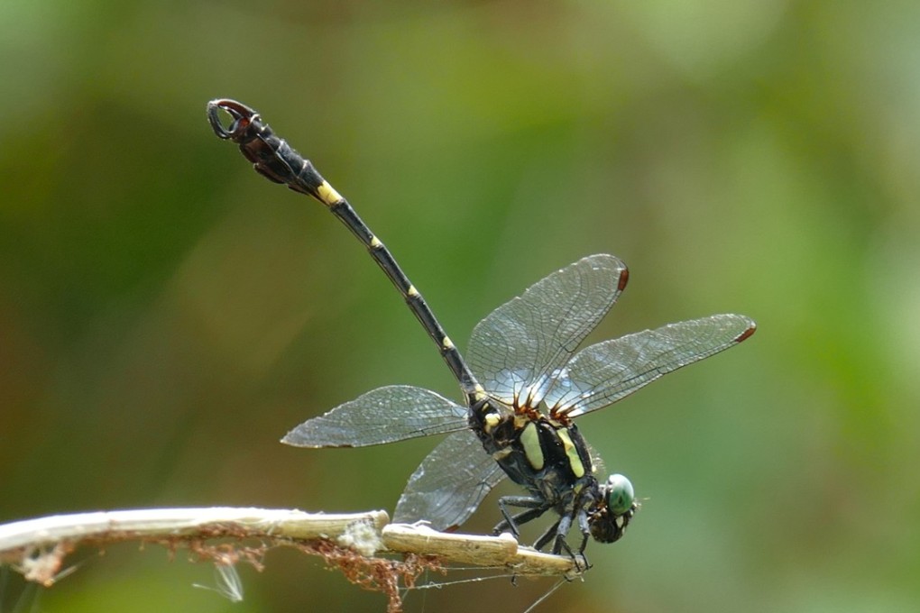 The Hainan hooktail is one of the odonate species observed on Lantau Island. Photo: Handout