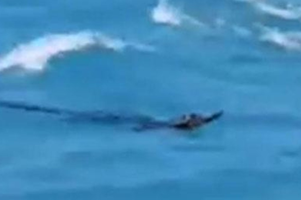 A photo purported to be of the evasive crocodile off Nai Harn beach on the resort island of Phuket last Thursday. Photo: Bangkok Post