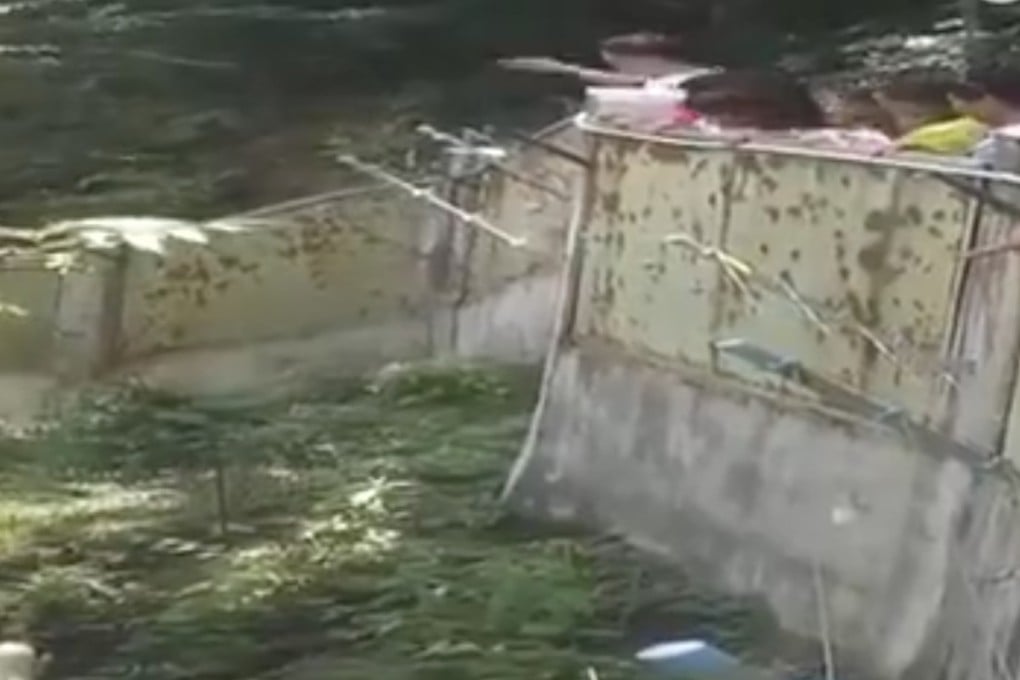 Footage posted online shows a visitor in a white T-shirt (far left) throwing a stone into the panda enclosure. Photo: Handout