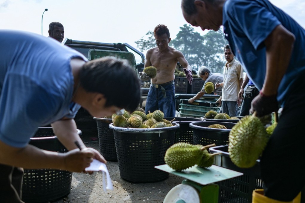 Malaysians are dashing to durian stalls across the country to munch on the pungent, spiky fruit after a long spell of unusually warm weather led to a bumper crop and sent prices tumbling. Photo: AFP