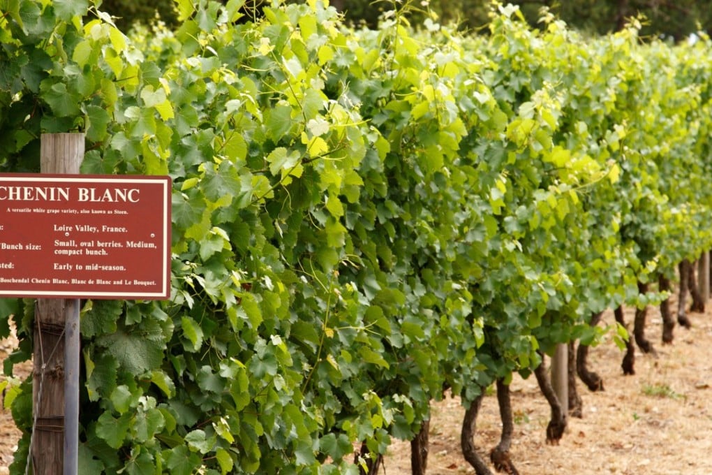 Chenin blanc vines in South Africa. Picture: Alamy