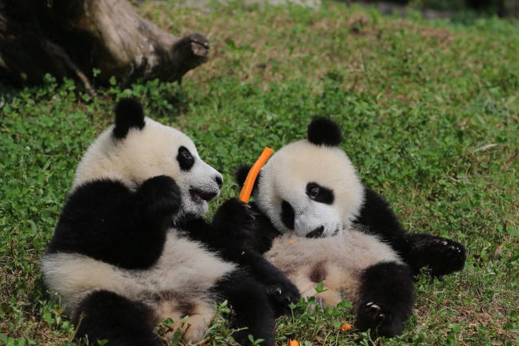 Two of the cubs at the centre in Sichuan. Source: Chengdu Commercial Daily