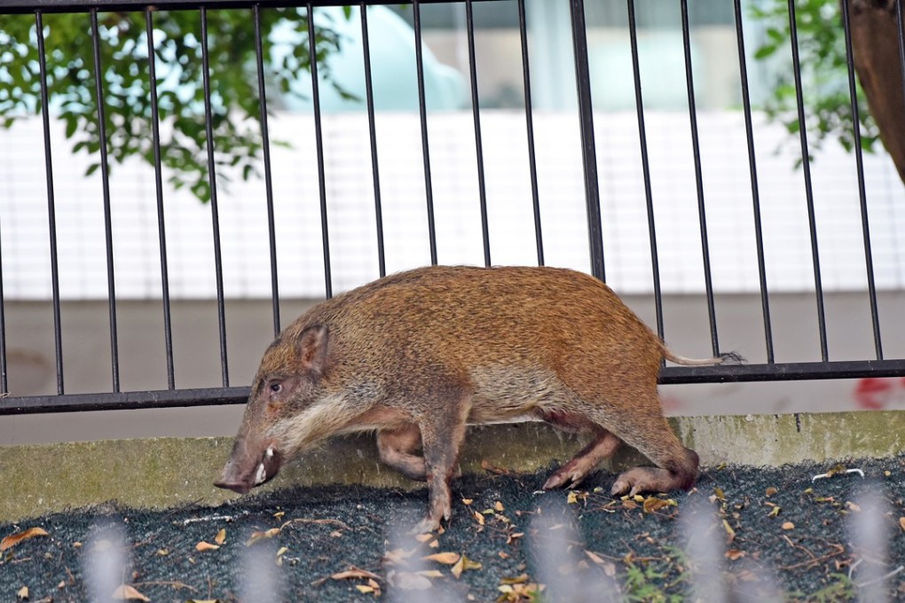 Two people were attacked by wild pigs in Babington Path in the Mid-Levels. Photo: HANDOUT
