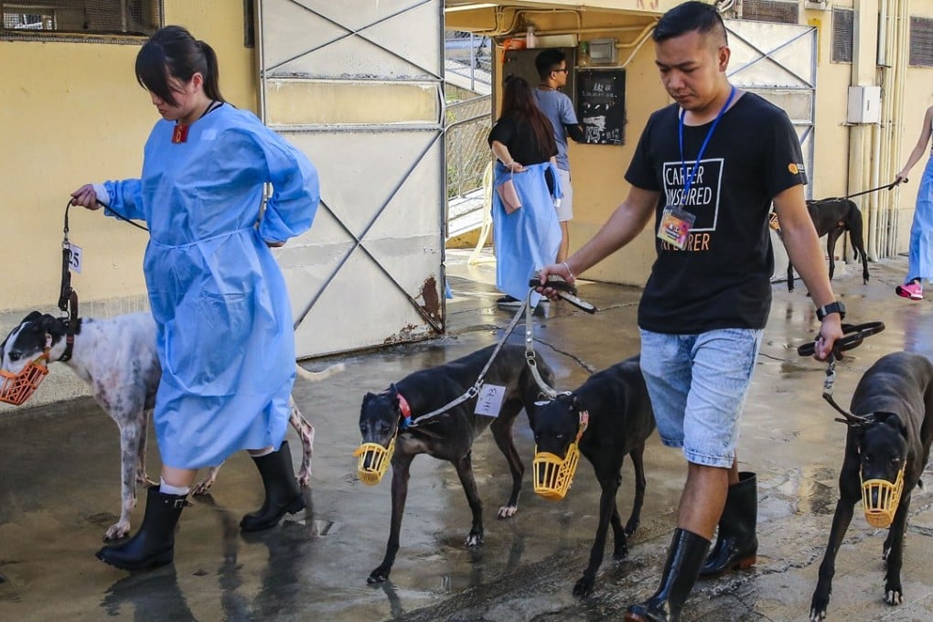 Volunteers parade the greyhounds at the Macau (Yat Yuen) Canidrome. Photo: Dickson Lee