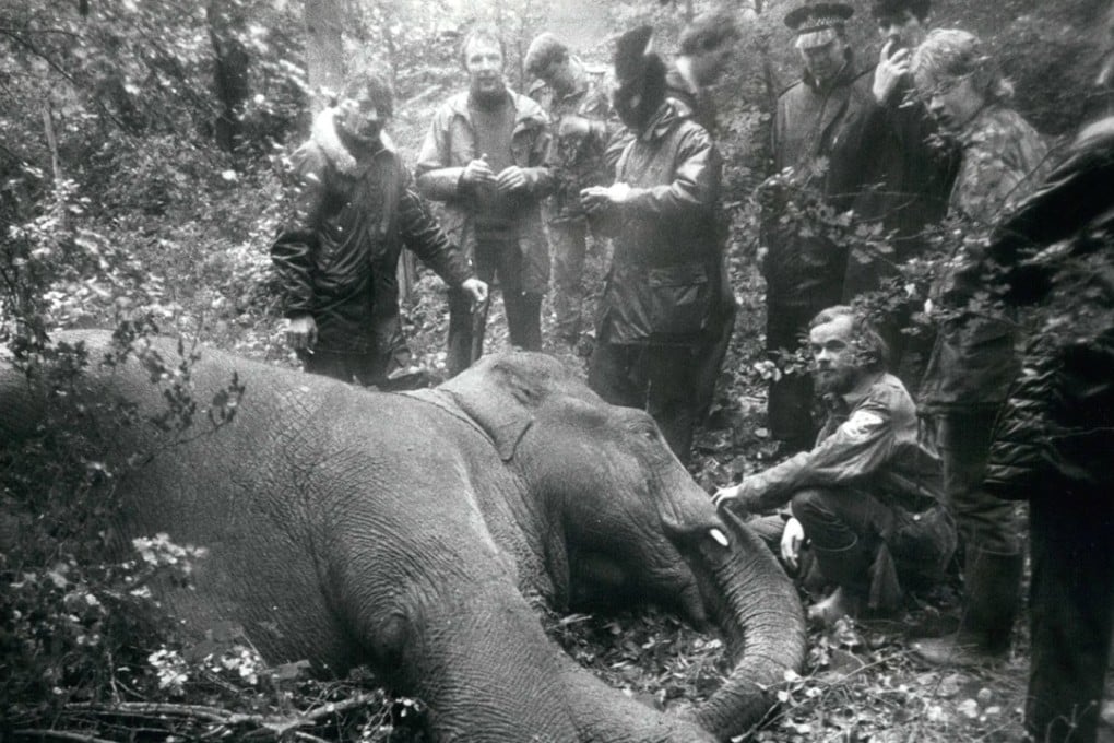 Hazel the escaped elephant was tranquilised and captured. Photo: Alamy