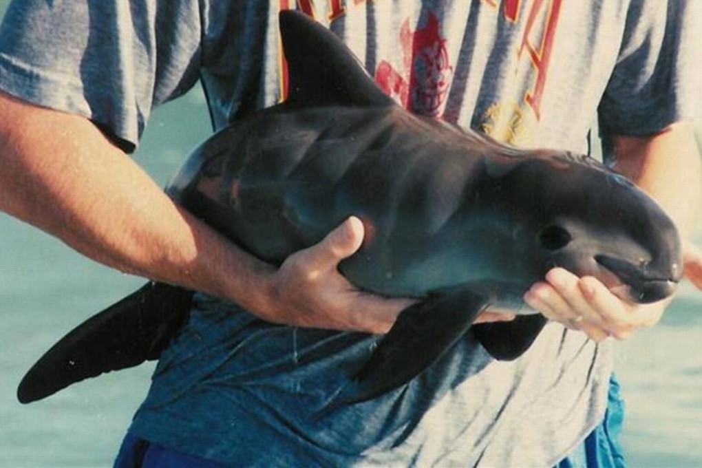 The vaquita is the world’s tiniest and most endangered porpoise. As few as 15 may remain in the wild. Photo: International Centre for the Study of Deserts and Oceans