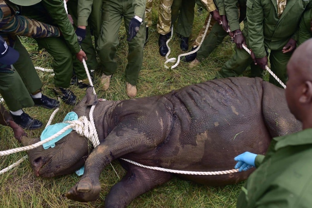 In this photo taken on June 26, 2018 Kenya Wildlife Services (KWS) translocation team members move a sedated female black rhinoceros during a relocation in Nairobi National Park. Ten out of the 11 rhinos involved in the transfer are now dead. Photo: Agence France-Presse