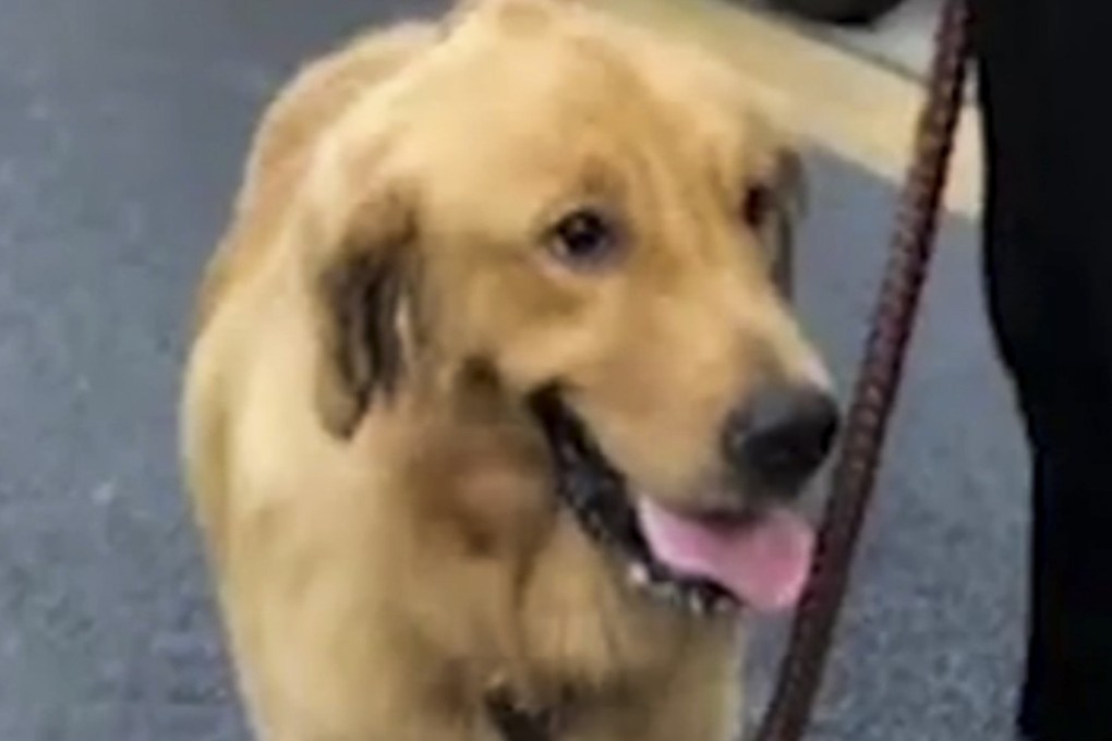 The golden retriever escaped with minor injuries but left its owner with a heavy bill. Photo: Thepaper.cn