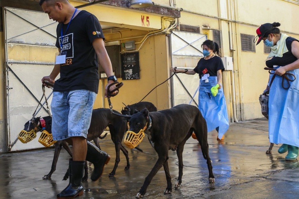 In the past dogs were killed in their hundreds when they lost the ability to compete at Asia’s last legal dog racing track. Photo: Dickson Lee