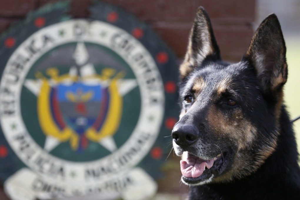 Sombra has helped detect more than 2,000kg of cocaine. Photo: AP
